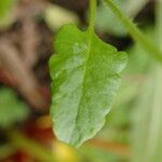 Meconopsis polygonoides Deilen