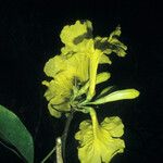 Handroanthus serratifolius Kvet
