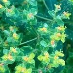 Euphorbia platyphyllos 花