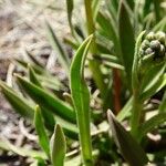 Cynoglossum borbonicum Hostoa