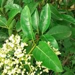 Viburnum odoratissimum Leaf