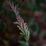 Indigofera hirsuta Φρούτο