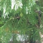 Jacaranda mimosifolia 叶