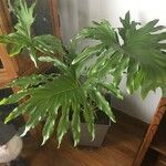 Philodendron bipinnatifidum List