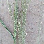 Panicum maximum Λουλούδι