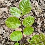 Fraxinus latifolia Leaf