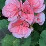 Pelargonium zonale Blodyn