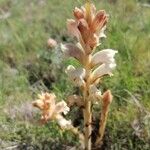 Orobanche caryophyllacea 花