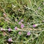 Xeranthemum cylindraceum Flower