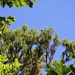 Dacrydium lycopodioides Habitus