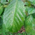 Urera baccifera Hoja
