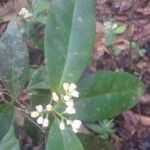 Simaba guianensis 花