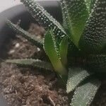 Haworthia attenuata পাতা