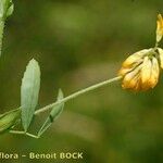 Trifolium patens Anders