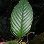 Ticodendron incognitum Hoja