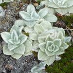 Chersodoma antennaria Hoja