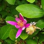 Grewia occidentalis Flower