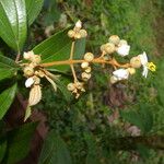 Miconia xalapensis Bloem