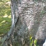 Prunus campanulata Bark