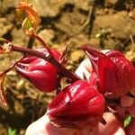 Hibiscus sabdariffa Vrucht