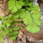 Adiantum raddianum Leaf