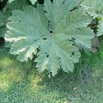 Gunnera tinctoriaBlad