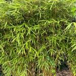 Phyllostachys aurea List