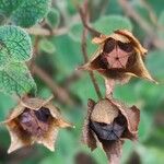 Cistus salviifolius Fruit