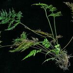 Onychium siliculosum 整株植物