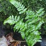 Dryopteris expansa Leaf
