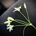 Nothoscordum bivalve Flor
