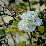 Rosa banksiae Květ