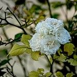 Rosa banksiae Blomst