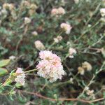 Eriogonum parvifolium Virág