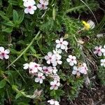 Androsace villosa Blüte