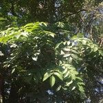 Ekebergia capensis Φύλλο