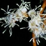 Miconia punctata Blodyn