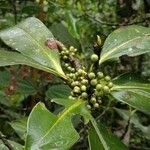 Myrsine guianensis Fruitua