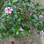 Catharanthus roseusFlower