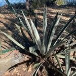 Agave tequilana Hostoa