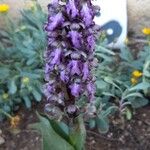 Himantoglossum robertianumKvet