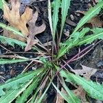 Taraxacum clemensFeuille