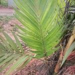 Areca triandra Folio