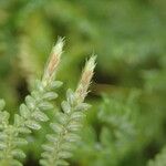 Selaginella cathedrifolia ᱥᱟᱠᱟᱢ