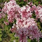 Syringa vulgarisЦвят