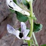 Vicia faba പുഷ്പം