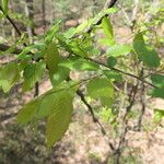 Fagus grandifolia Hoja