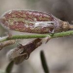 Astragalus shevockii Fruit