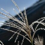 Miscanthus sinensis Mbuma