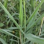 Phragmites australisBlad